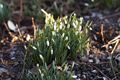 Galanthus nivalis-4 Śnieżyczka przebiśnieg